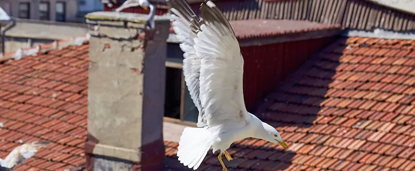 Residential Chimney Animal Removal Solution in Quimby, CO